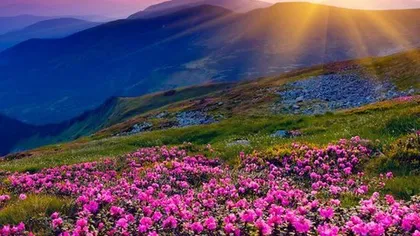 Трава саган дайля