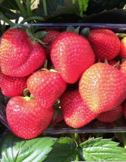 Арабелла (Arabella). США