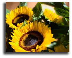 Постер "Желтые подсолнухи"