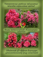 Флокс метельчатый Клеопатра красный