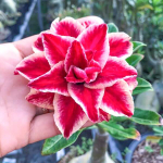 Адениум обесум 264 Mãnh Long 1