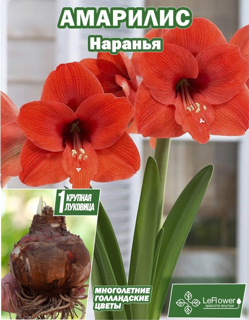 Амариллис, Наранья, луковица цветов, 1шт