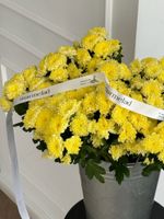 Хризантема в светло-желтом оттенке