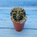 Gymnocalycium Friedrichii (Гимнокалициум)