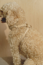 Цельнокожаная шлейка Бежевый