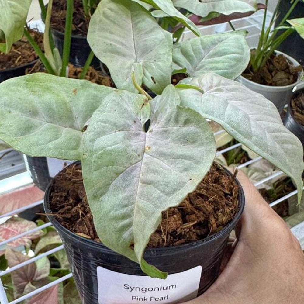 Сингониум PINK PEARL