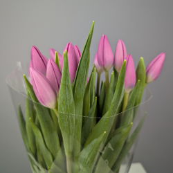 Пачка Фиолетовых Тюльпанов (25 шт.)