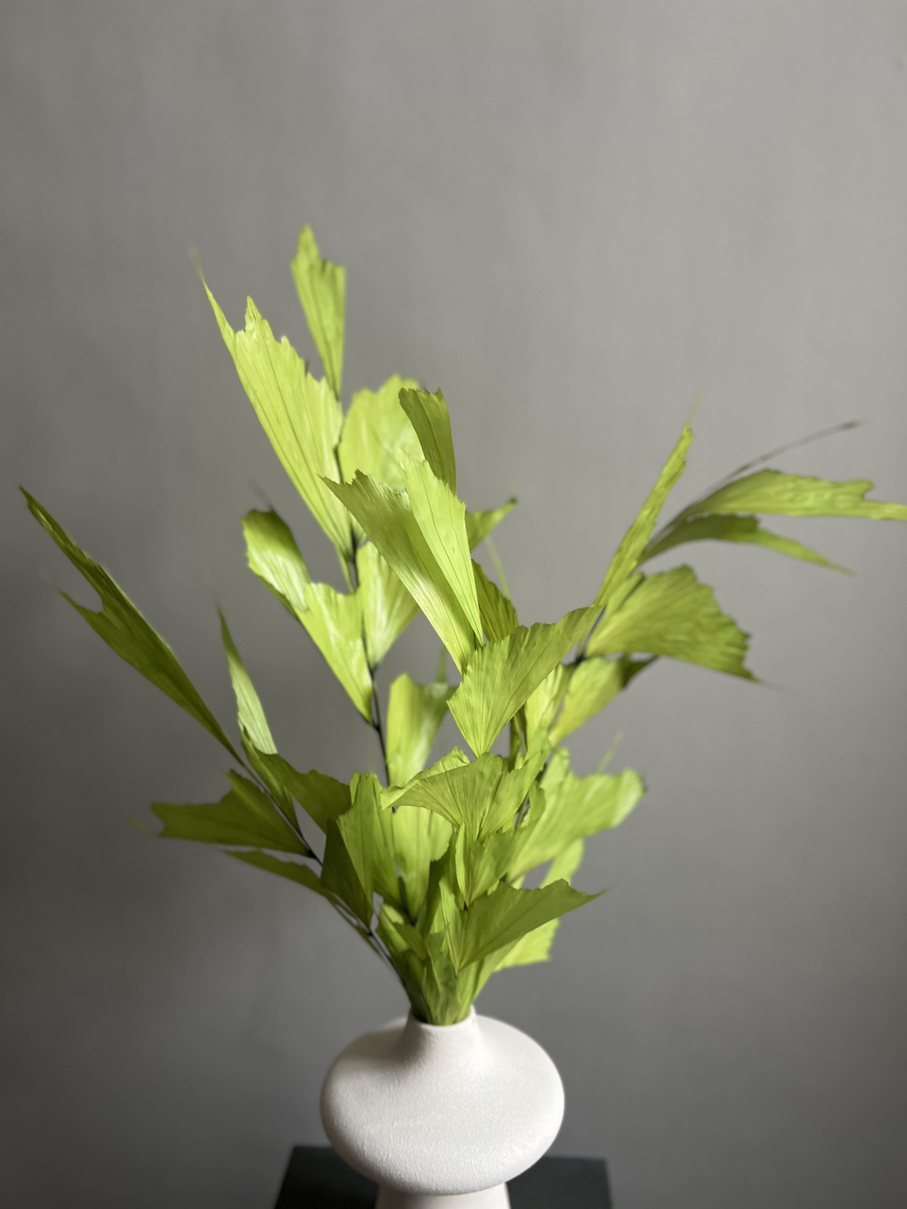 Кариота зеленая