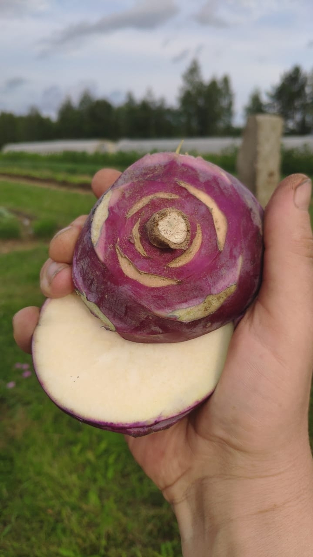 Капуста Кольраби беби