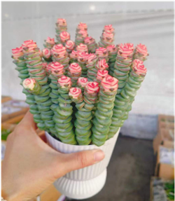 Крассула Марниериана микс д. 11