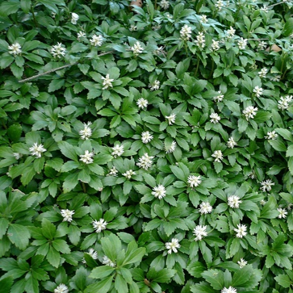 Пахизандра верхушечная Грин Шин