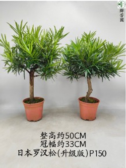 Подокарп крупнолистный Japanese Hinoki Cypress д.15