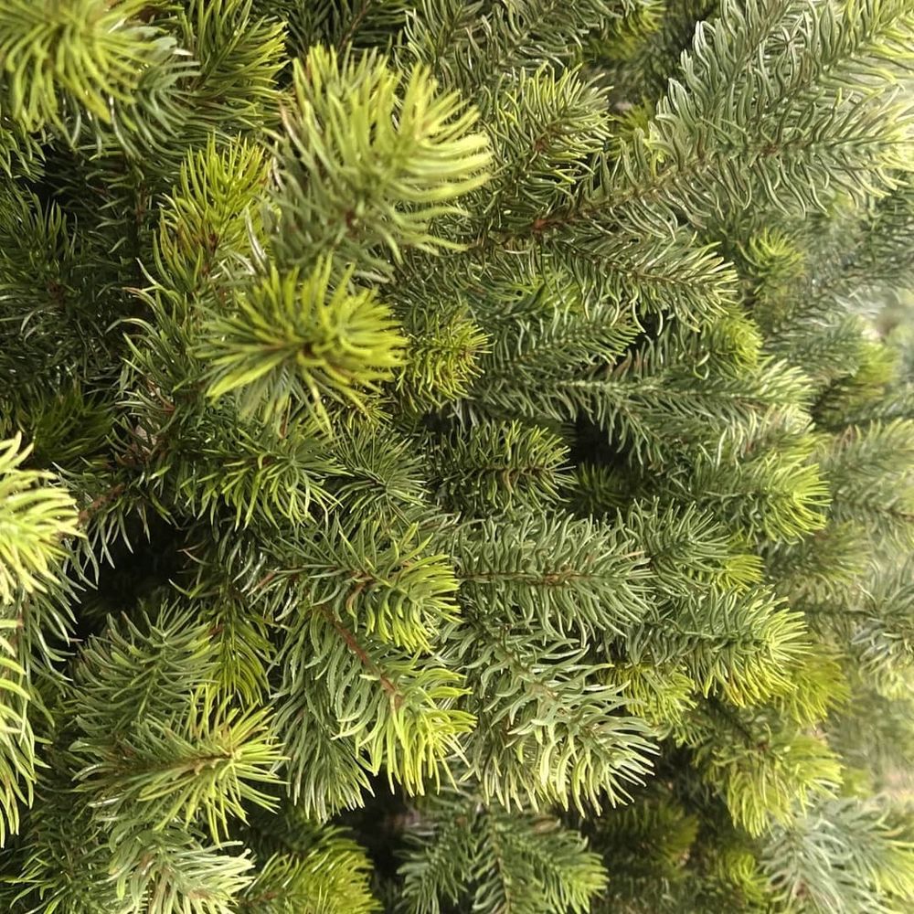 Искусственная ель «Леано» (Литая хвоя) 180 см / 1.8 м