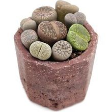 Литопс микс 479831