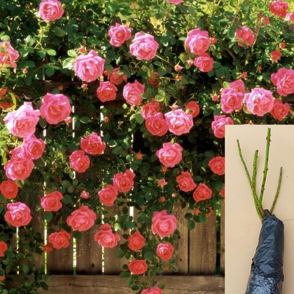 Роза Лавиния плетистая саженец с ОКС