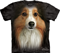 Sheltie Face