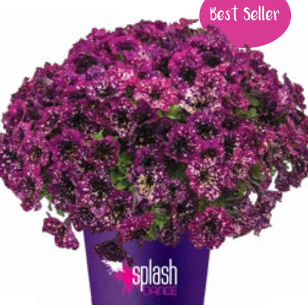ЕВРО Petunia Splash Dance Magenta Mamboo НЕукор черенок конец октября 25