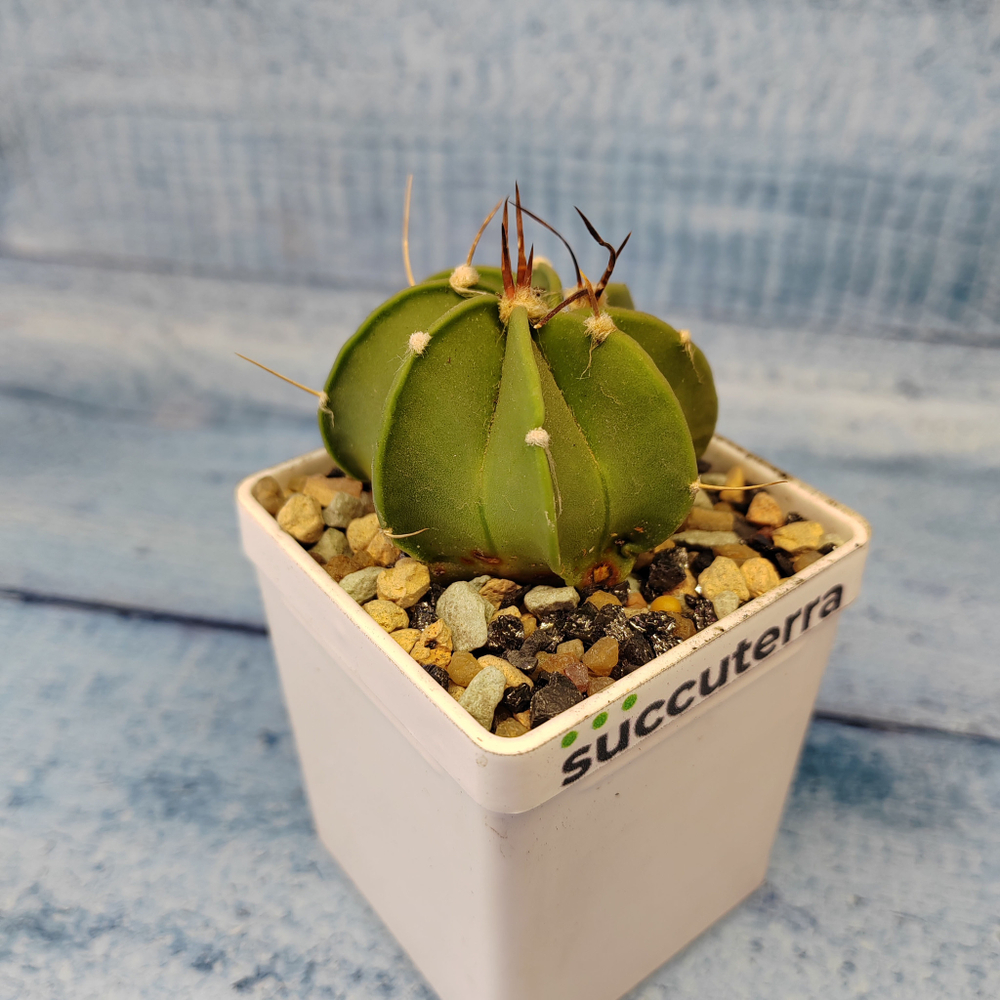 Astrophytum Capricorne (Астрофитум)