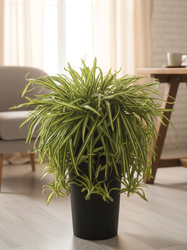 Растения для офиса