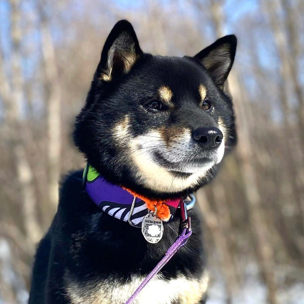 Ошейник Вайб 90-х, наличие