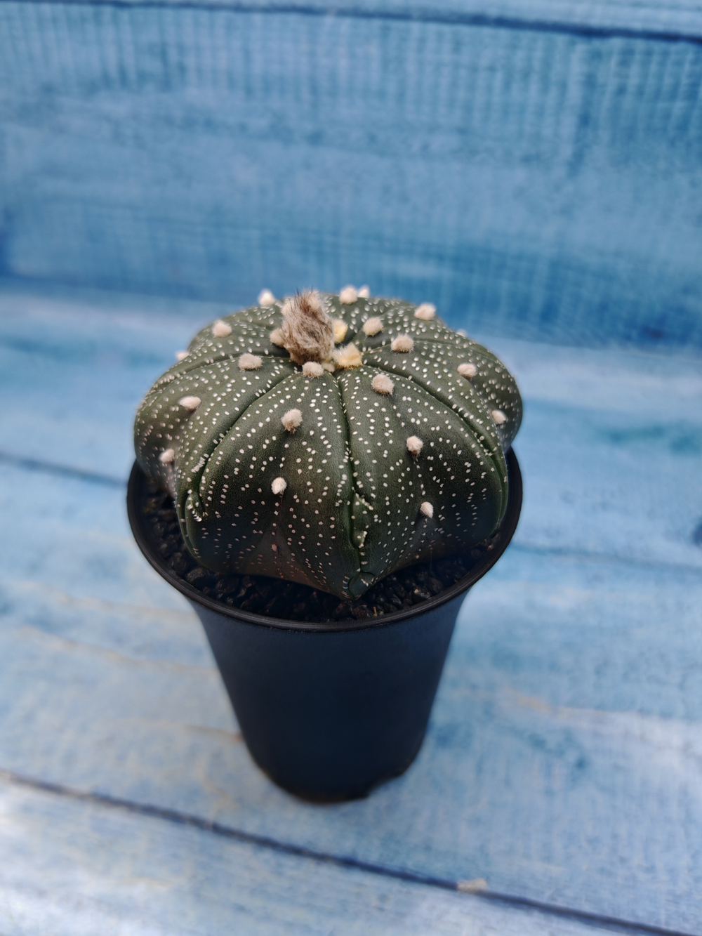 Astrophytum Asterias (Астрофитум)
