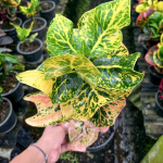 Кротон MONGKHUT PHET