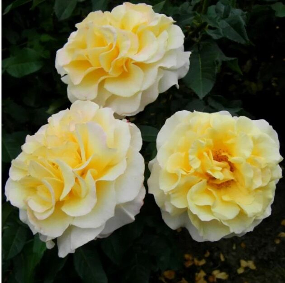 Роза чайно-гибридная "Sunny Sky"