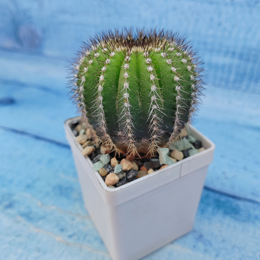 Uebelmannia Pectinifera (Юбельмания)