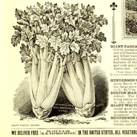 Гигант Паскаля Черешковый Сельдерей - Giant Pascal Celery