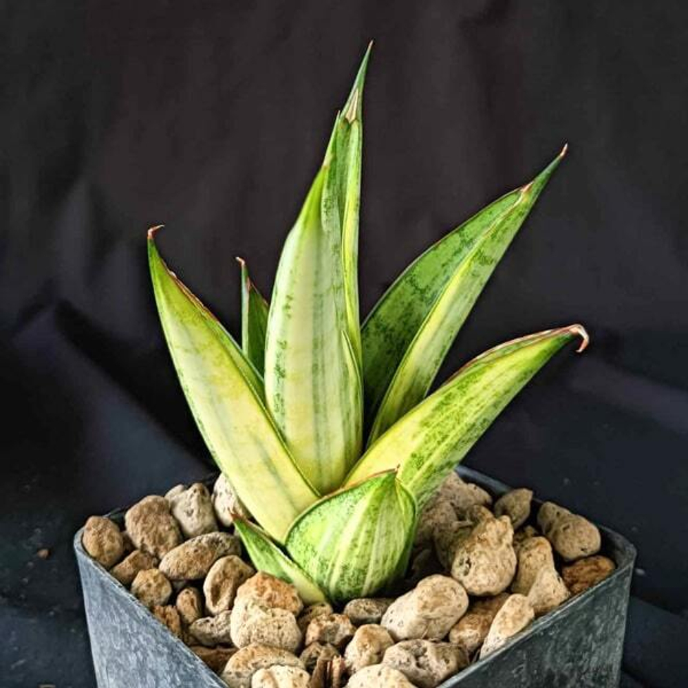 Сансевиерия PAGODA VAR