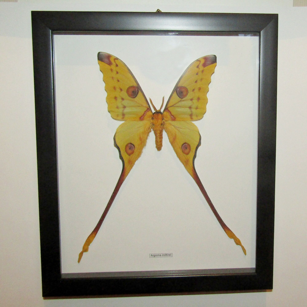 Бабочка Argema mittrei в рамке