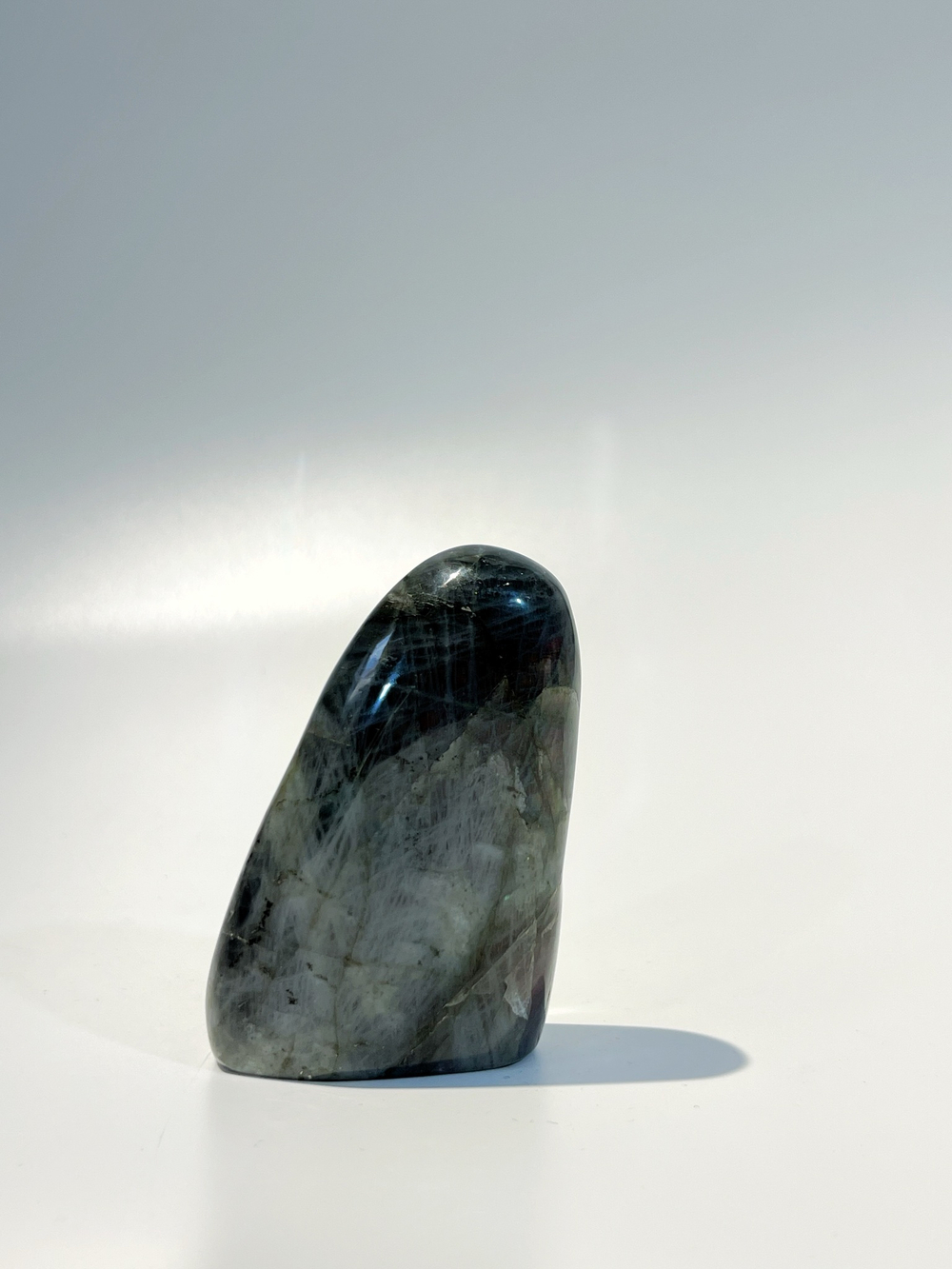 Срез Лабрадора S