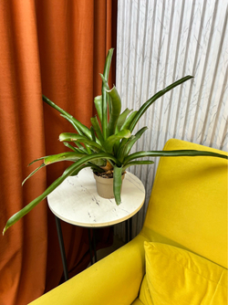 Бромелия, D11см Н30см, 1шт, Urban Jungle (7143)