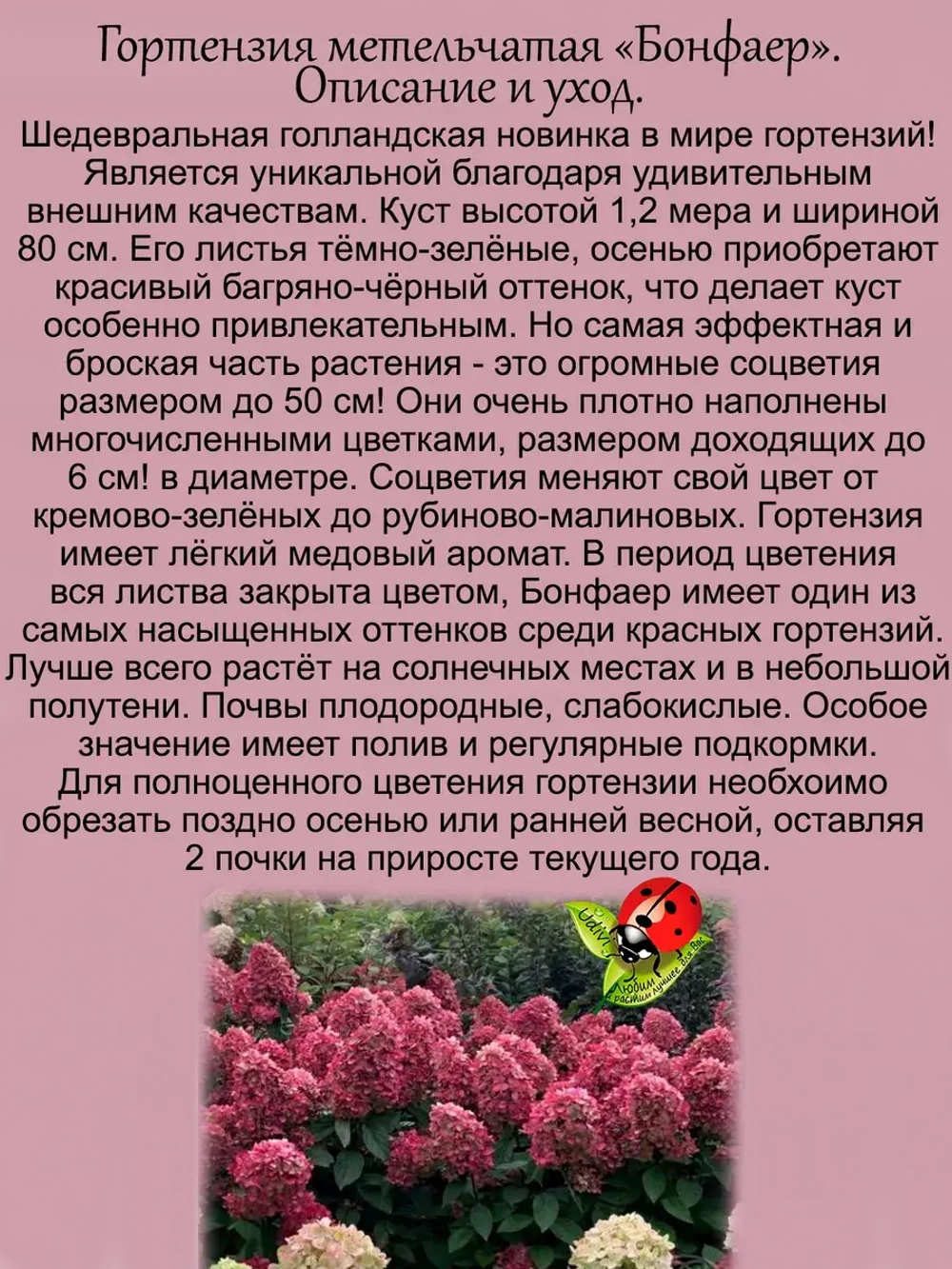 Гортензия Бонфаер метельчатая красная