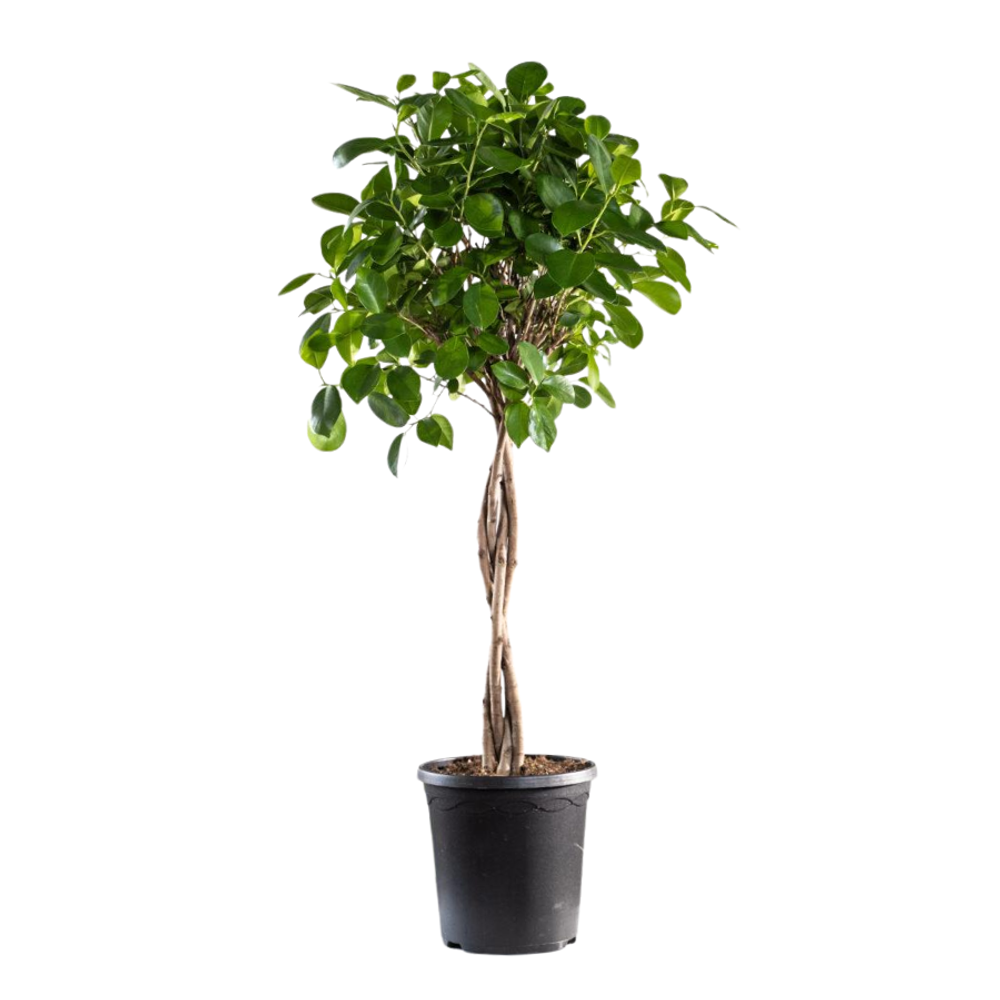 Фикус Макламе Цилиндр