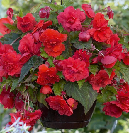 Бегония клубневая Каскад пендула Скарлет март-апрель 26