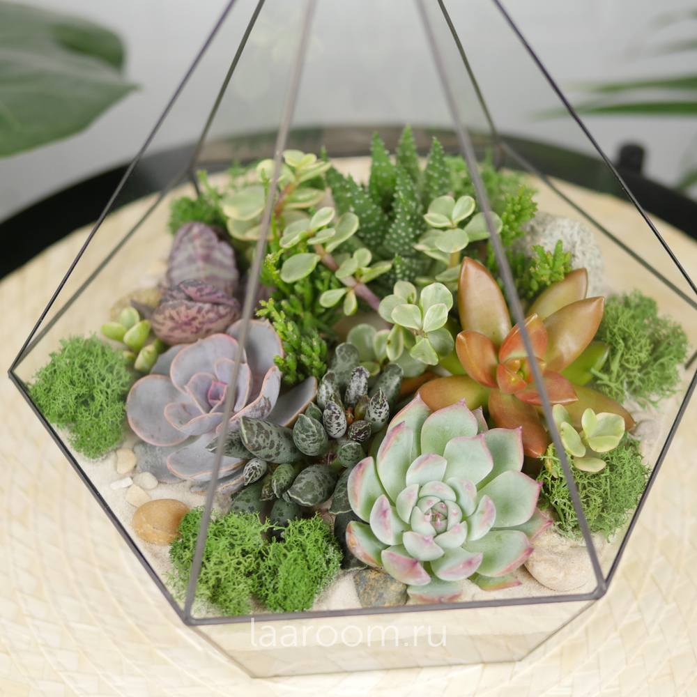Флорариум с суккулентами Алмаз Laaroom