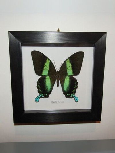 Бабочка Papilio blumei в рамке