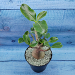 Adenium Baobab (Адениум)