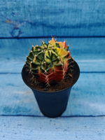 Gymnocalycium Variegata (Гимнокалициум Вариегатный)