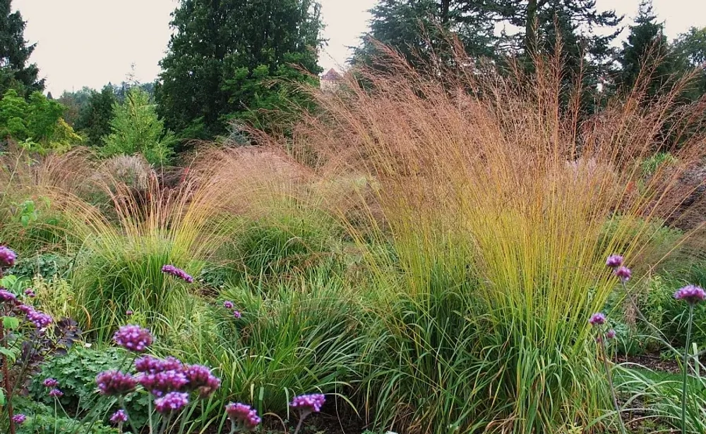 Молиния голубая 'Karl Foerster' С2 15-20 см Закупка М43 май- июнь 2026