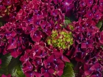 Роял Ред Парпл (Royal Red Purple) р14 весна 2026 г.