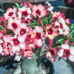 Адениум обесум 133 Oasic 2