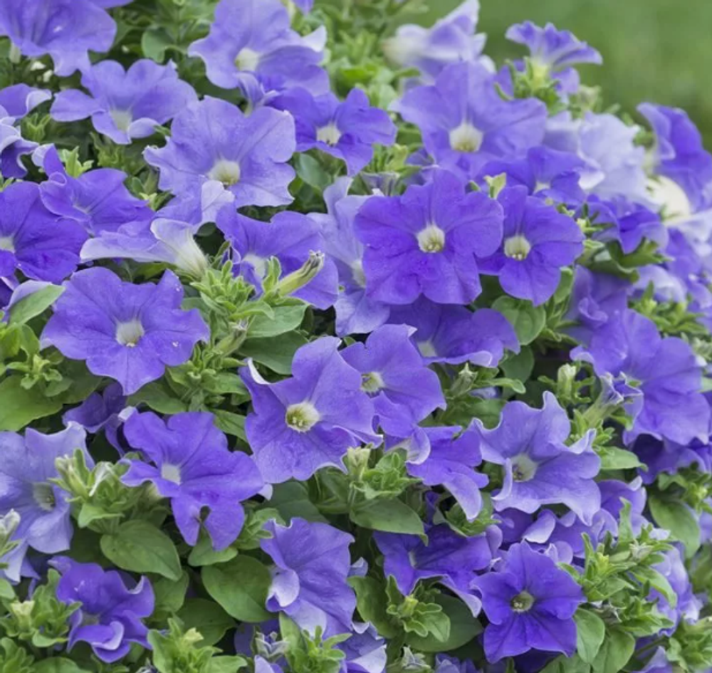 ЕВРО Петуния Fanfare Sky Blue укорененный черенок ОКС февраль 26 Florensis