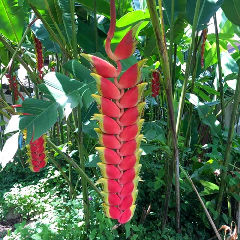 Геликония ROSTRATA TENDAY (Н116)