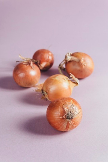 Лук сорта Штутгартер Ризен