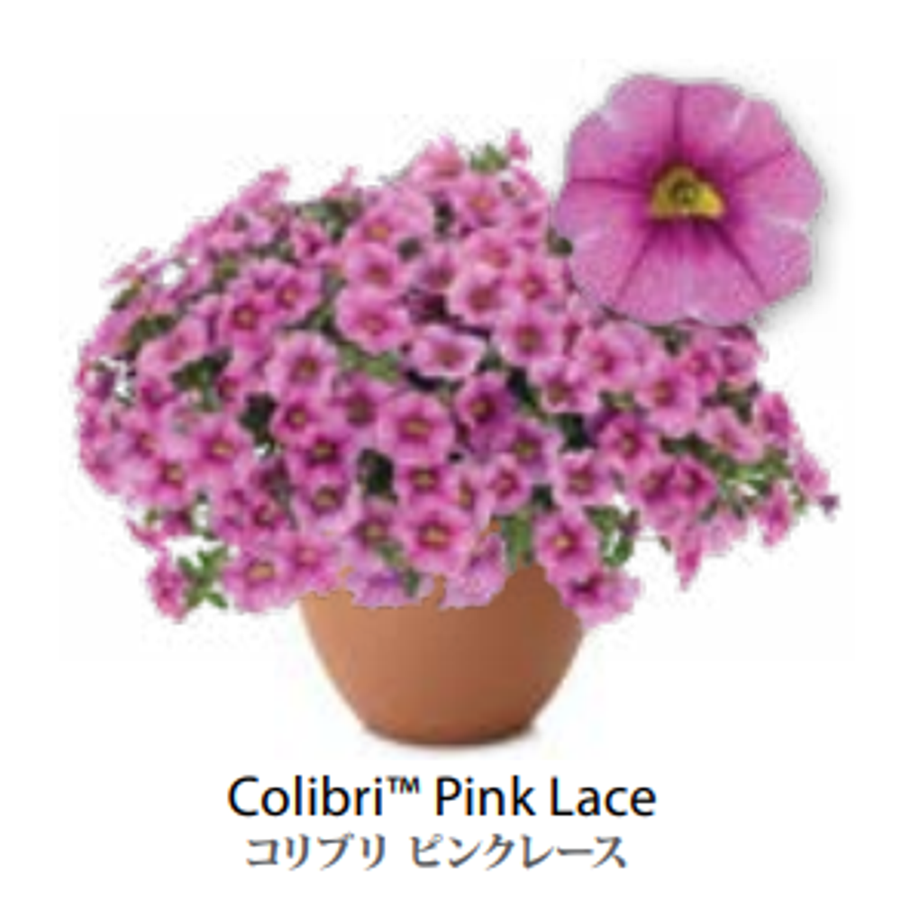 ЕВРО Calibrachoa Colibri Pink Lace укорененный черенок февраль 26 DAN