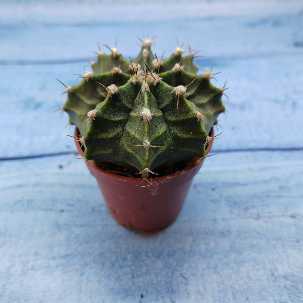 Gymnocalycium Friedrichii (Гимнокалициум)