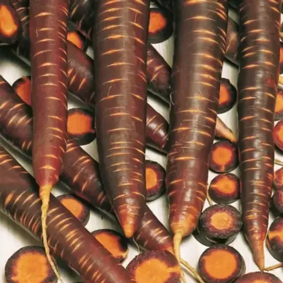 ПЁРПЛ ХЕЙЗ F1 семена моркови цветной Bejo отзывы