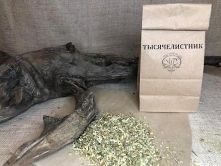 ТЫСЯЧЕЛИСТНИК